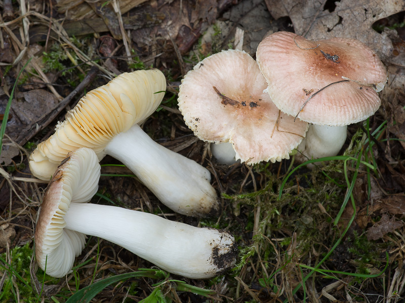 Russula odorata